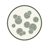 Acne-Causing Bacteria