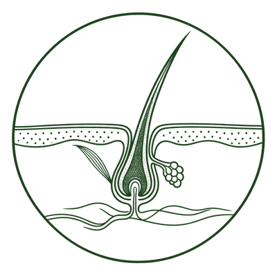 Hair follicle in the anagen active growth phase