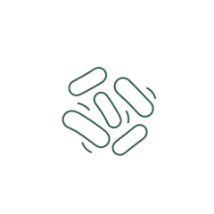 Line Art depicting rod shaped bacteria C. Acnes that is associated with acne