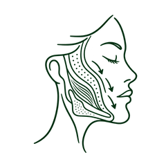 Aging also affects facial fat, muscle and bone. Changes in volume and structural support can alter contours and deepen folds