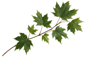 A single branch with green maple leaves on a plain white background.