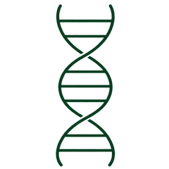 A dark green DNA double helix icon centered on a plain white background.